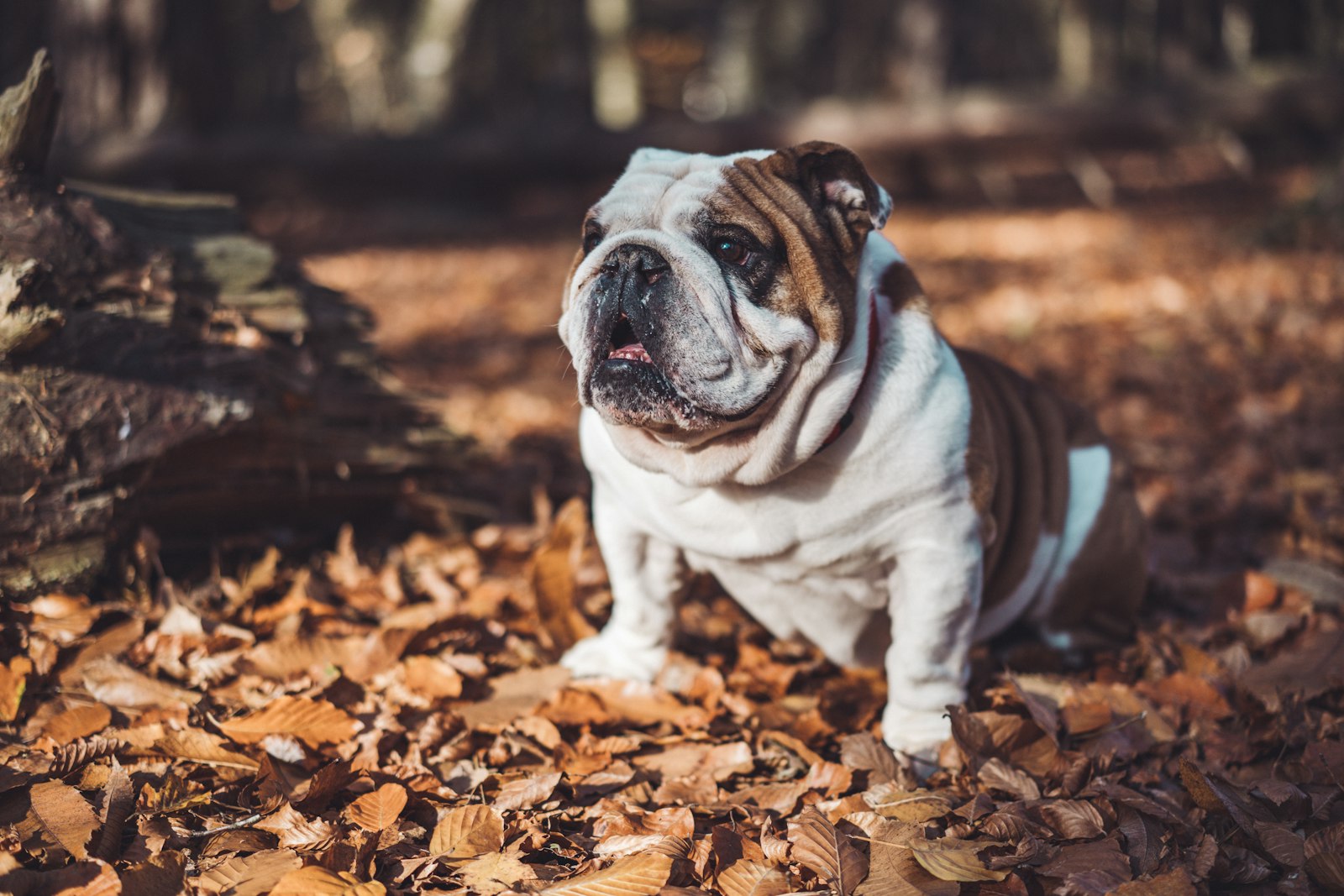 English Bulldog sitting on fallen autumn leaves in a forest